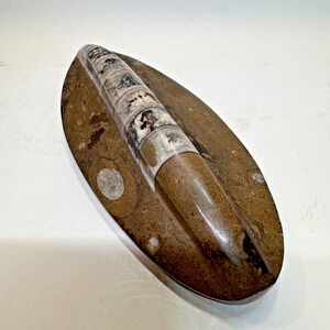Rare Orthoceras Fossil Black Marble Hand Polished Desk Paperweight ~ 6" X 2.75"